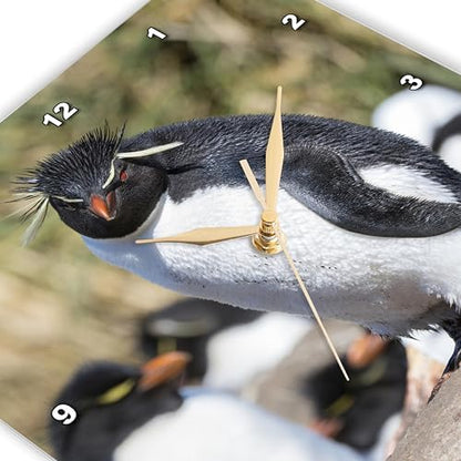 3dRose Wall Clock Silent - 10 inch - Rockhopper Penguin, Falkland Islands - Animals