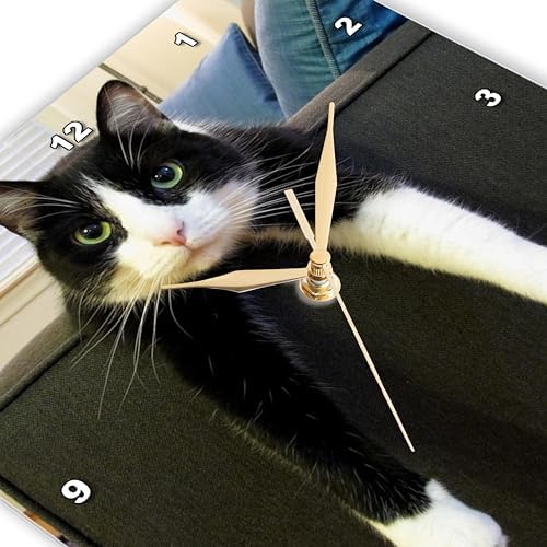 3dRose LLC Wall Clock Silent - 10 inch - Black and White Cat with Nothing to Do - Animals