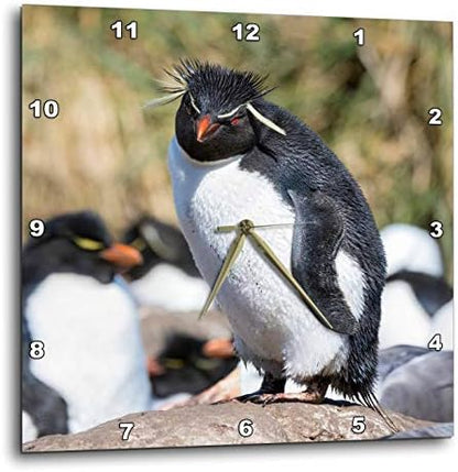 3dRose Wall Clock Silent - 10 inch - Rockhopper Penguin, Falkland Islands - Animals