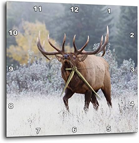 3D Rose DPP_231971_3 Rocky Mountain Bull Elk, 15" x 15"