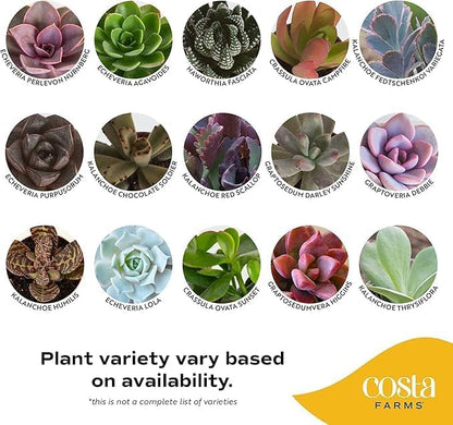 Costa Farms Mini Succulent Live Plants in Cute Pots, Easy to Maintain Indoor Succulents, Houseplants for Home or Office Decor, House Warming or Birthday Gift, 2-3.5 Inches Tall, Pack of 3