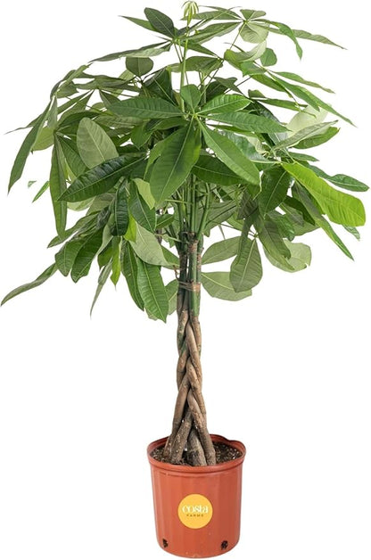 Costa Farms Money Tree Live Plant in Plastic Pot, Easy to Maintain, Large Indoor Houseplant, Perfect for Home, Room, or Office Decor, Great House Warming or Birthday Gift, 3-4 Feet