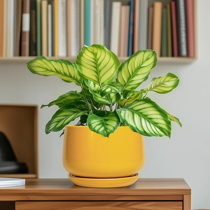 G EPGardening Ceramic Plant Pot - 6 Inch Ceramic Planter with Drainage Hole and Tray, Modern Round Planter, Flower Pot for Indoor Outdoor Plants, Plants Lovers Gifts, House Garden Decor, Yellow
