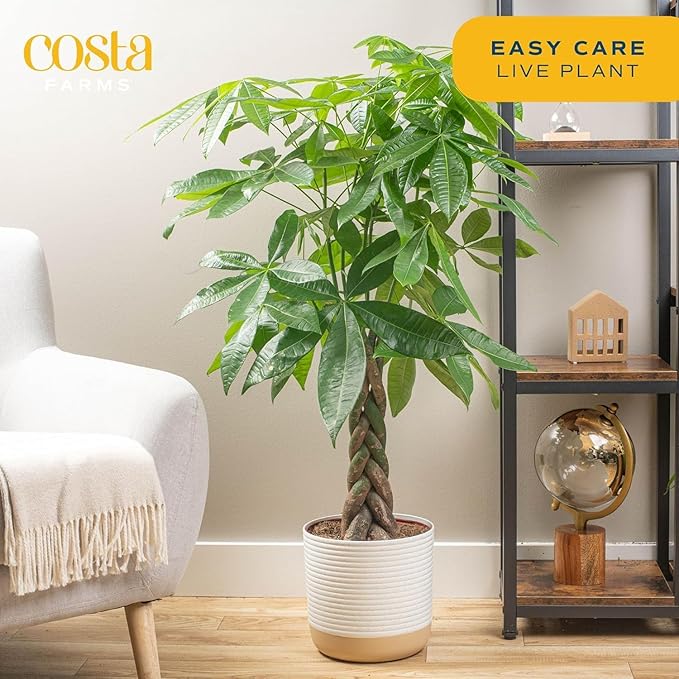 Costa Farms Money Tree Live Plant in Plastic Pot, Easy to Maintain, Large Indoor Houseplant, Perfect for Home, Room, or Office Decor, Great House Warming or Birthday Gift, 3-4 Feet