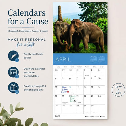 Rescue Cows 2027 Wall Calendar, 12 x 24 Hanging Pacific Waters Press