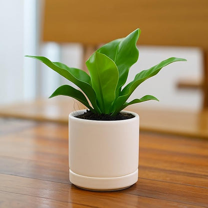 D'vine Dev Set of 2 Plants Pots, 3.5 Inch Ceramic Planter Pot for Plants with Drainage Hole and Saucer, Oatmeal, 94-V-A-8