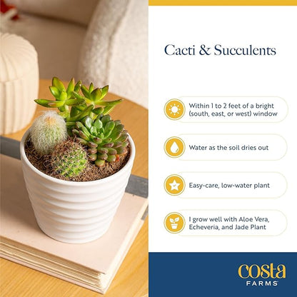 Costa Farms Mini Succulent Live Plants in Cute Pots, Easy to Maintain Indoor Succulents, Houseplants for Home or Office Decor, House Warming or Birthday Gift, 2-3.5 Inches Tall, Pack of 3