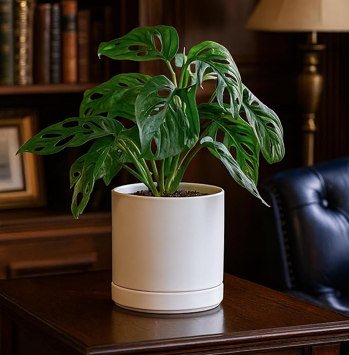 D'vine Dev 6.5 Inch Ceramic Planter Pot with Drainage Hole and Saucer, Indoor Cylinder Round Flower Pot, White, 94-O-C-1
