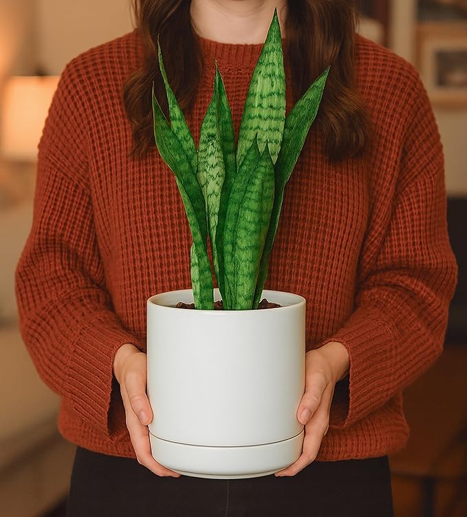 D'vine Dev 6.5 Inch Ceramic Planter Pot with Drainage Hole and Saucer, Indoor Cylinder Round Flower Pot, White, 94-O-C-1