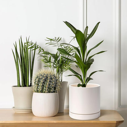 D'vine Dev Set of 2 Plants Pots, 6.5 Inch Ceramic Planter Pot for Plants with Drainage Hole and Saucer, Oatmeal, 94-V-C-8