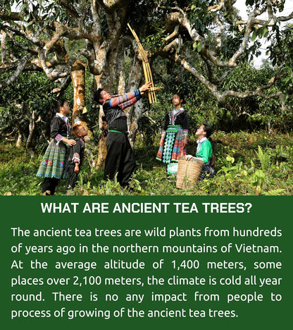 VIXI Green Tea Bags, 150 Counts, Vietnam's Mountain Tea, Caffeinated, Tagless, Balanced Taste, 100% Natural from Ancient Tea Tree, Perfect for Hot and Cold Brew